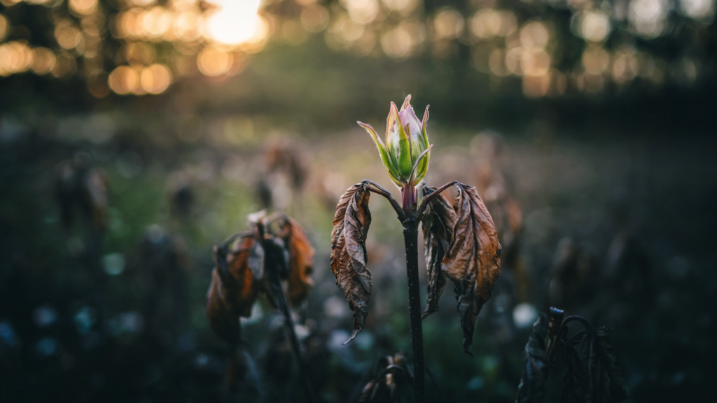 A close-up of a wilted plant with brown leaves and a fresh green bud emerging in soft morning light, symbolizing personal growth and renewal.
